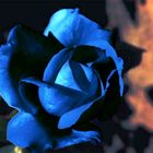 Rose bleu