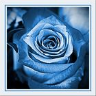 Rose blue, blau