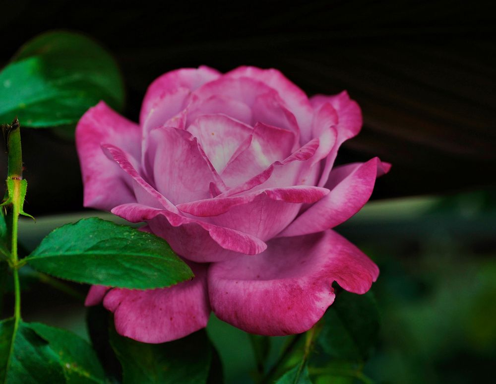 Rose 'Blue River'