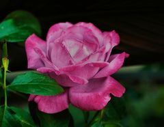 Rose 'Blue River'