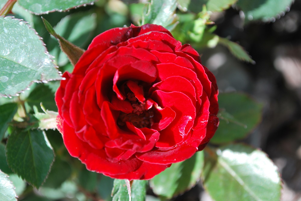 Rose blüht