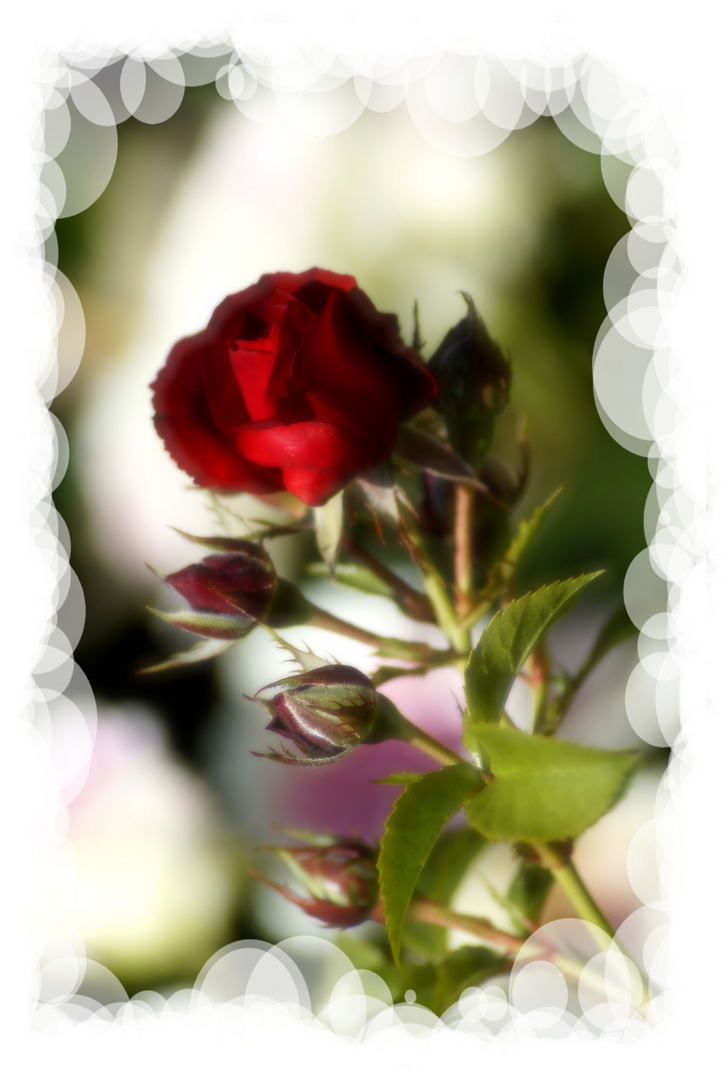 Rose, Blume der Leidenschaft und Liebe