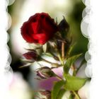 Rose, Blume der Leidenschaft und Liebe