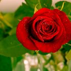 Rose - Blume der Liebe