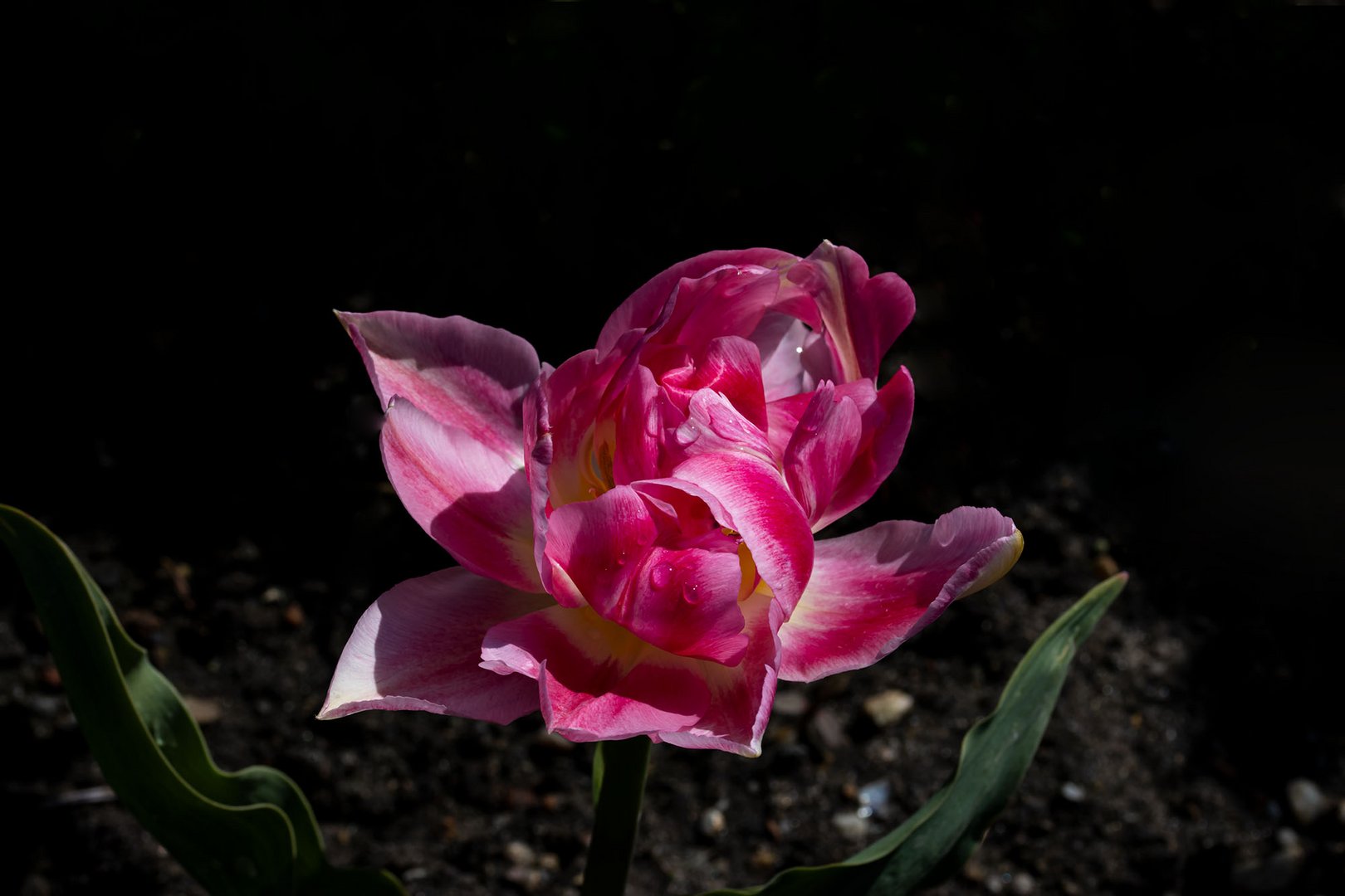 Rose Blume mit Wassertropfen
