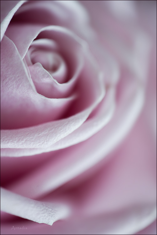 rose bokeh