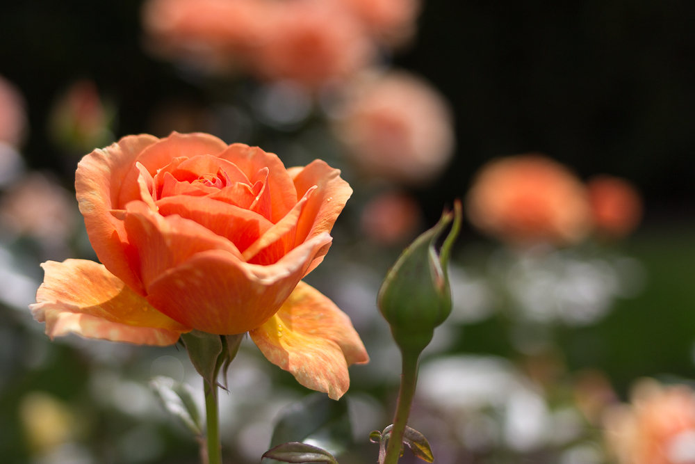 Rose Bokeh Impressions