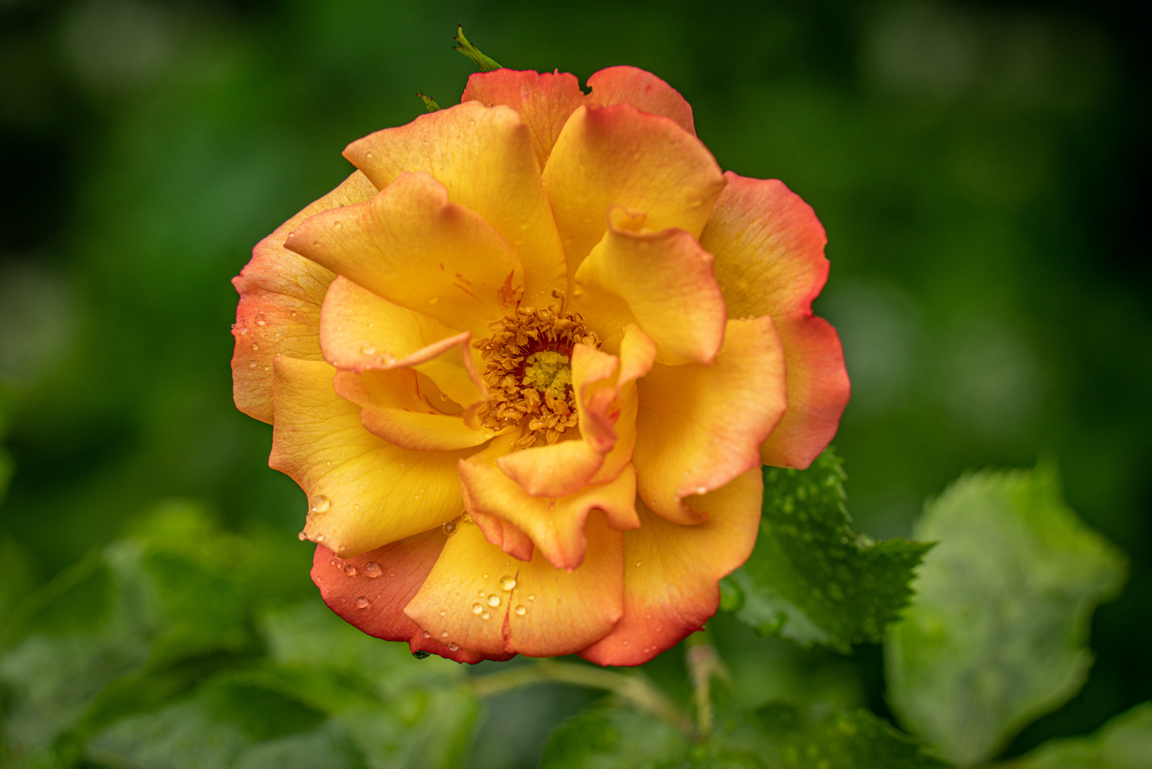 Rose "Bonanza" I