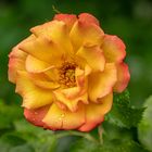 Rose "Bonanza" I