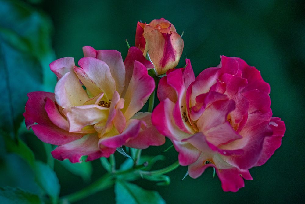 Rose "Bonanza" II