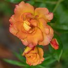 Rose "Bonanza" III