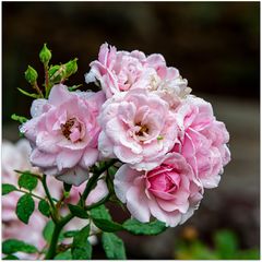 Rose Bonica 82