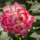 Rose "Bordüre"