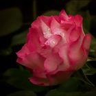 Rose "Bordure"