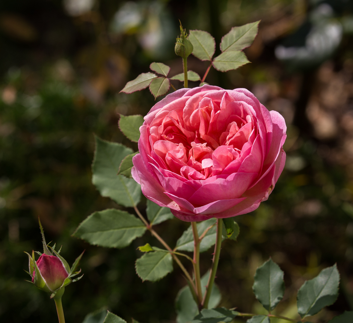 Rose Boscobel