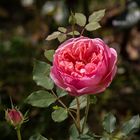 Rose Boscobel