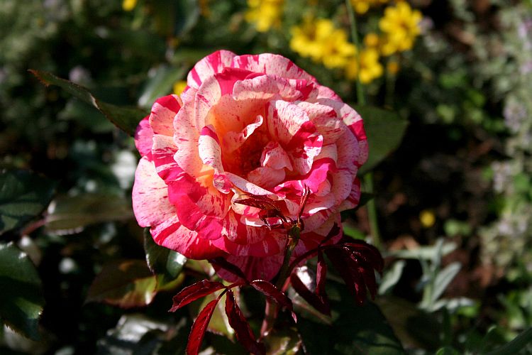 Rose Brocéliande