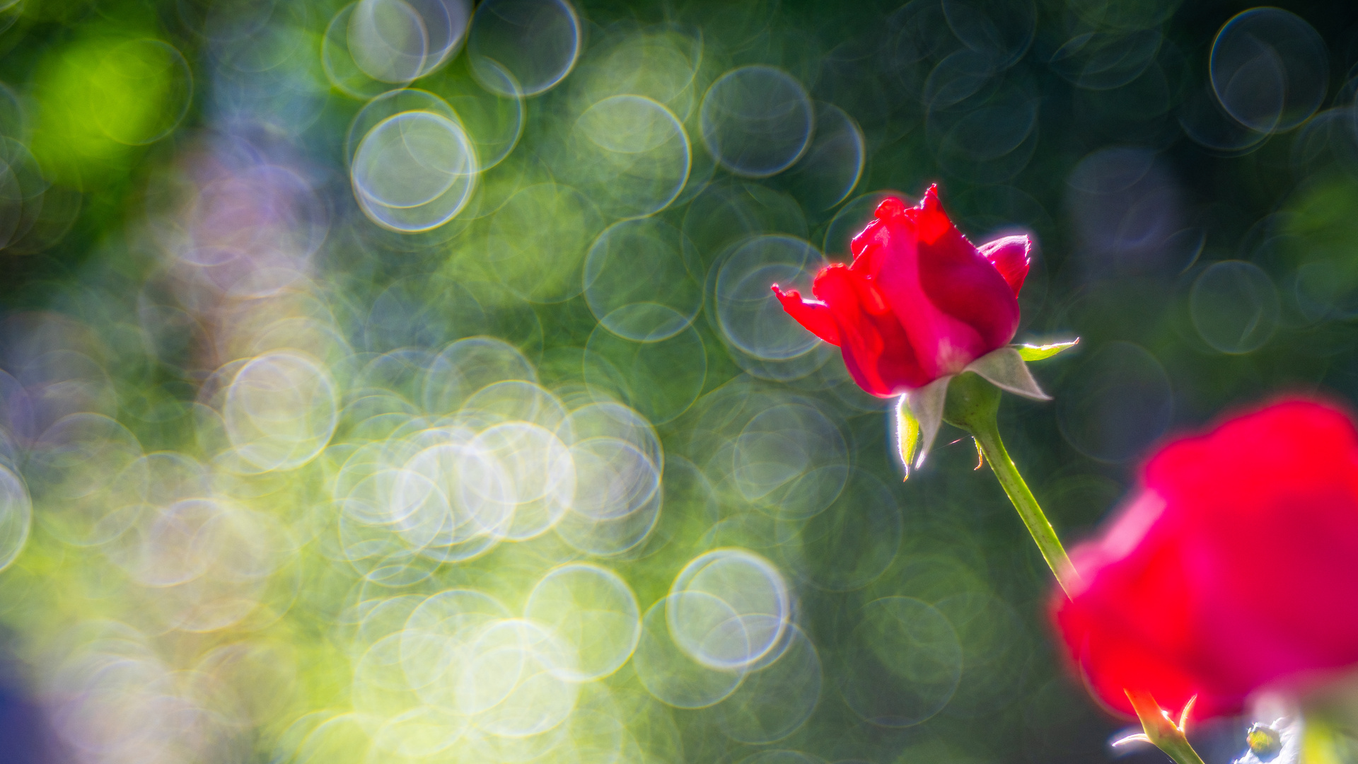 Rose "Bubble Bokeh"