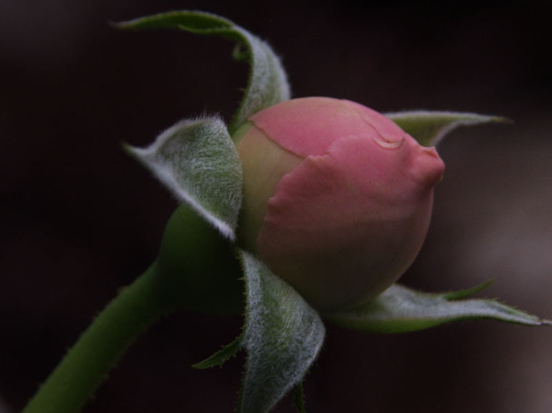 Rose Bud