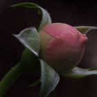 Rose Bud