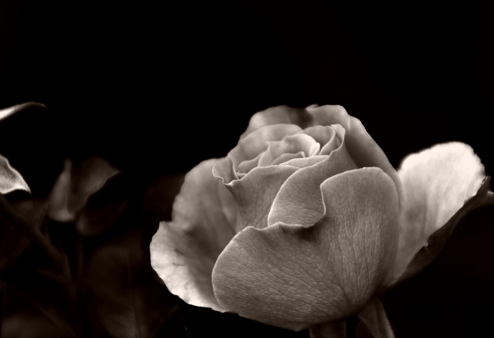 roSe b/w