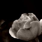 roSe b/w