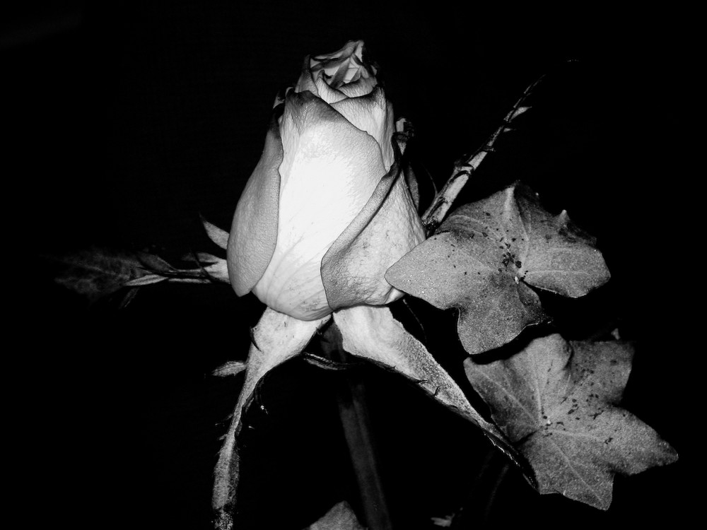 Rose B/W