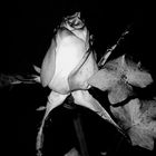 Rose B/W