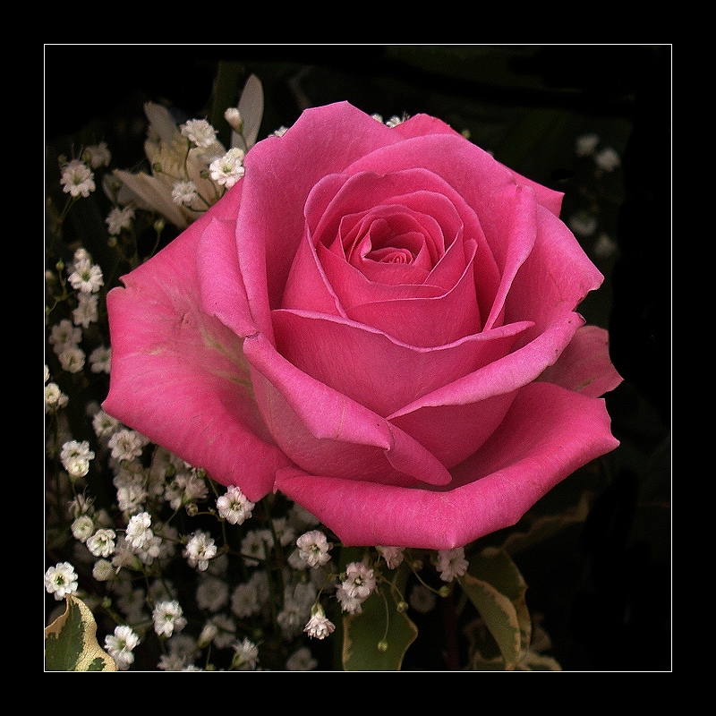 ***Rose***