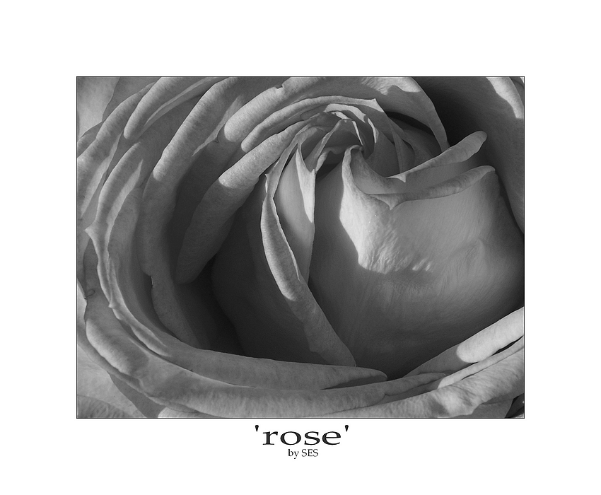 'rose'