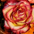 Rose -