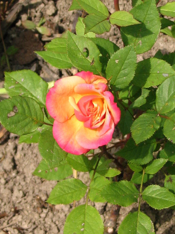 Rose