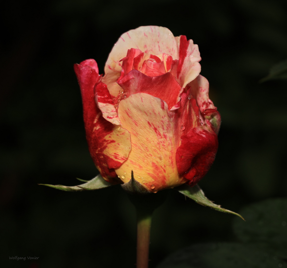 Rose
