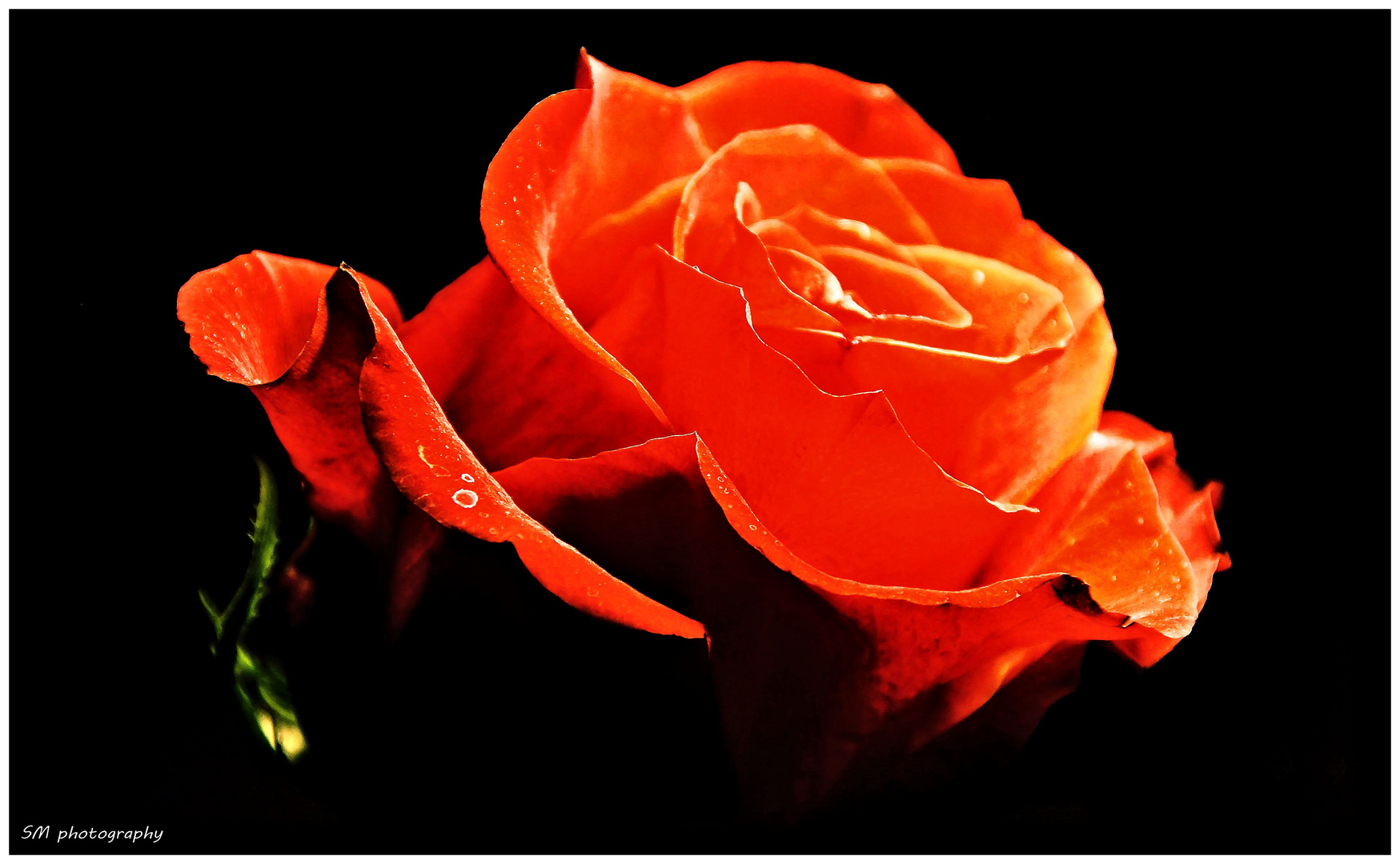 Rose :--