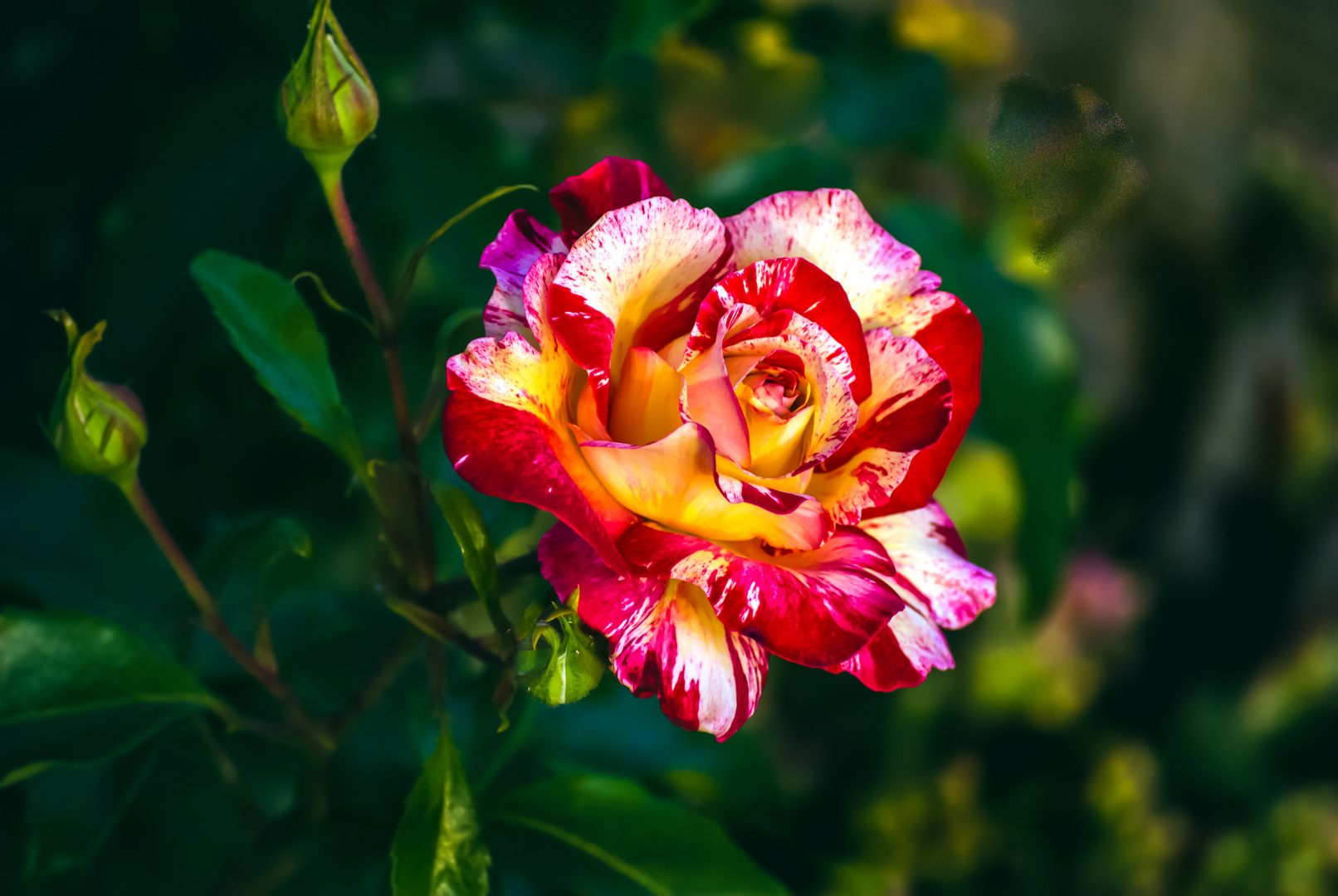 Rose -Camille Pissarro 