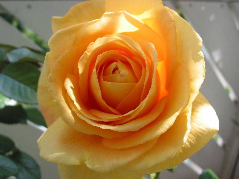 Rose "Candelight"