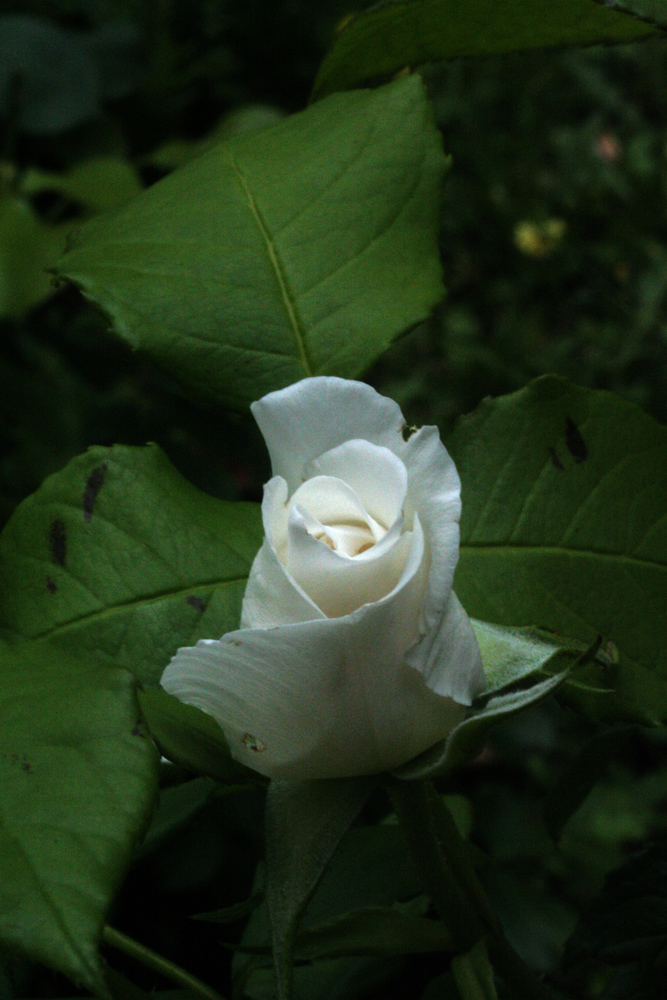 Rose candeur