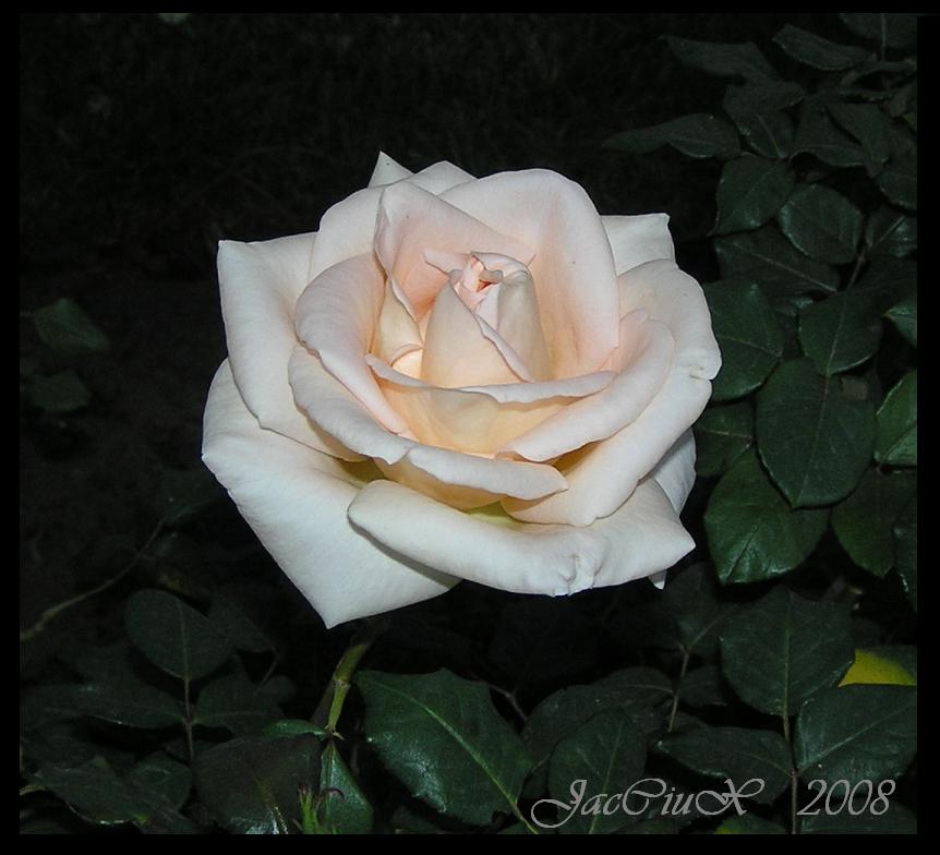 Rose (Caraz)
