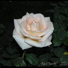 Rose (Caraz)