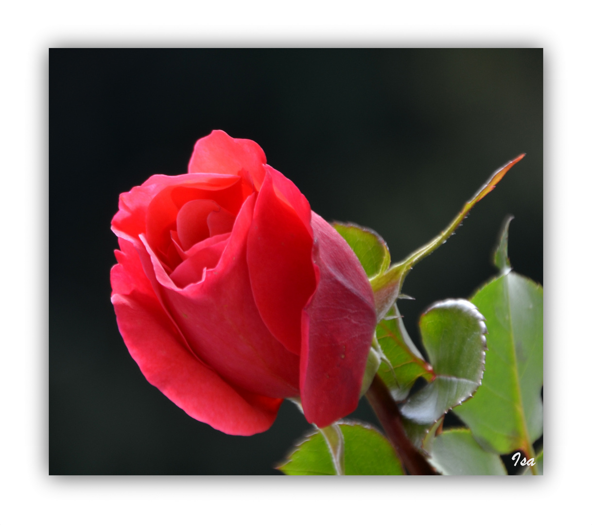 Rose "Caritas"