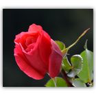 Rose "Caritas"