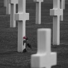 Rose... Cemetiere Americain