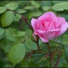 Rose 'Centenaire de Lourdes'