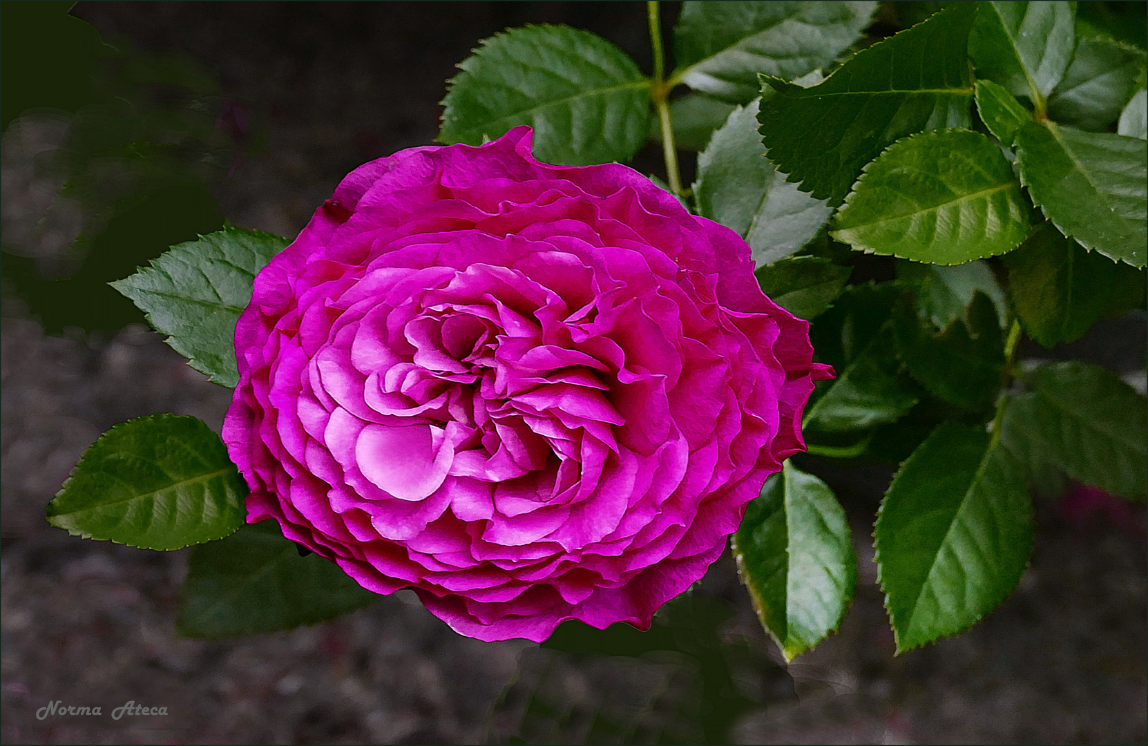 Rose centiflora