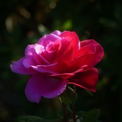Rose "Change"