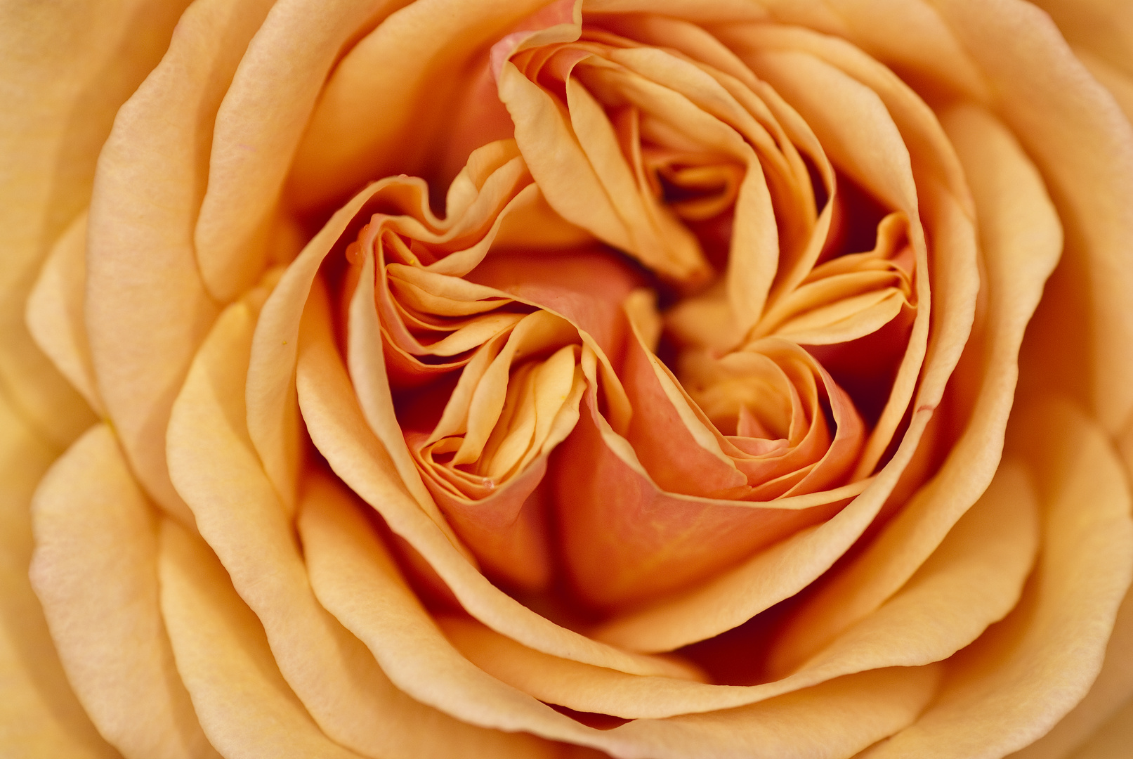Rose "Charming Apricot"