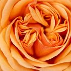 Rose "Charming Apricot"