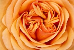 Rose "Charming Apricot"