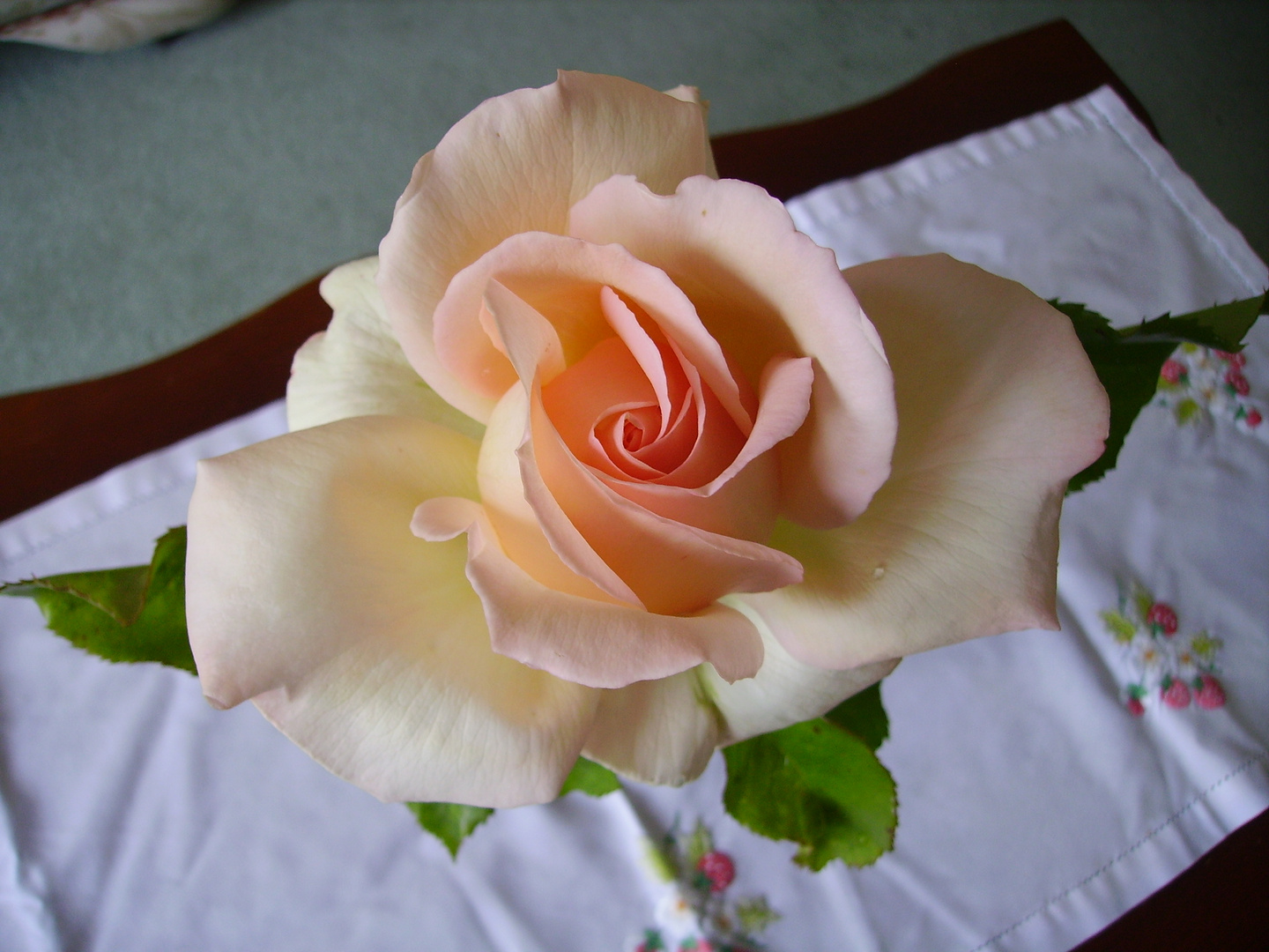 Rose: Charnos Beauty