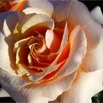 Rose "Chimène"